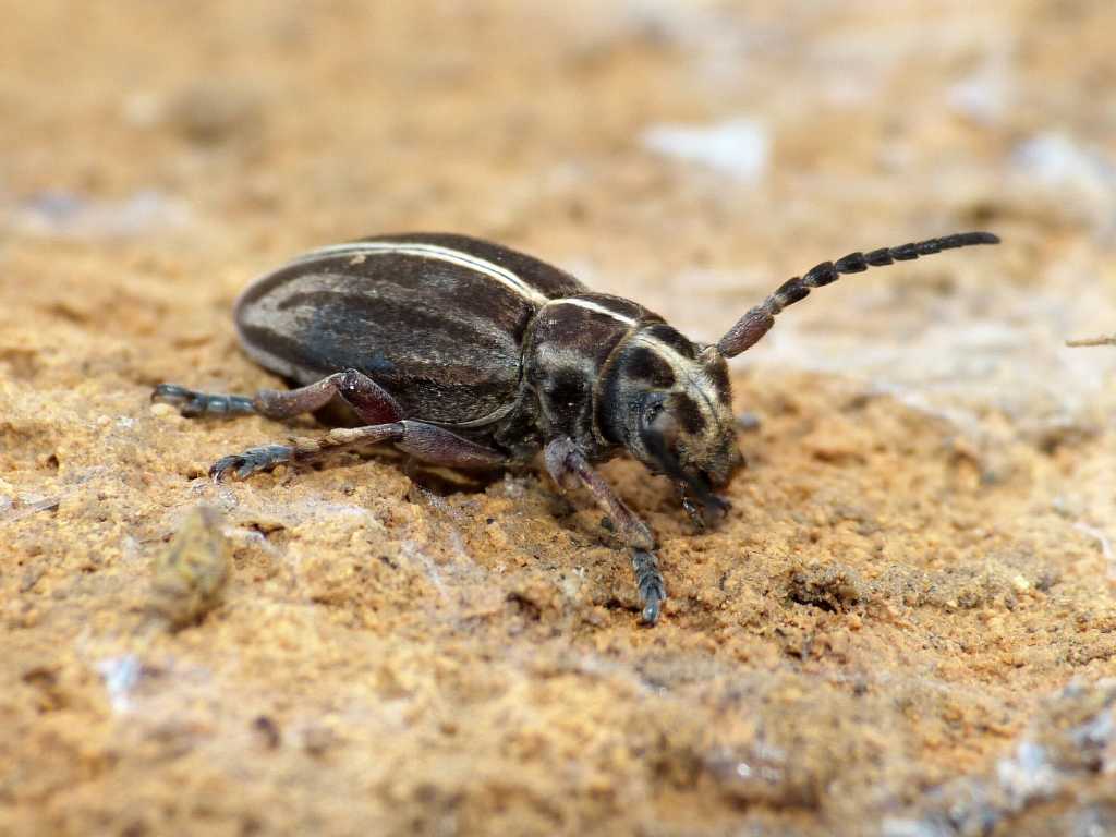 Femmina di Pedestredorcadion etruscum - Tolfa (RM)
